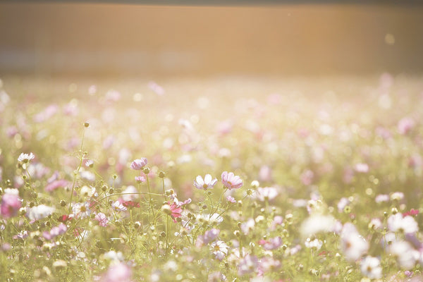 Frühjahr/Sommer